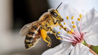 Abejas